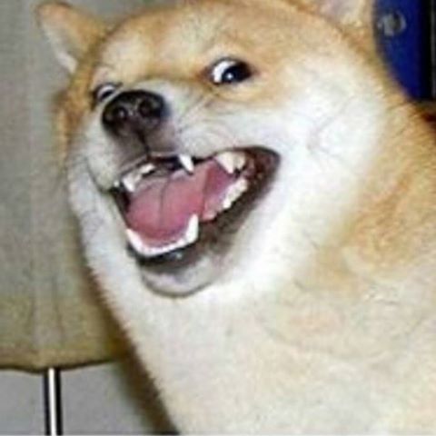 doggo